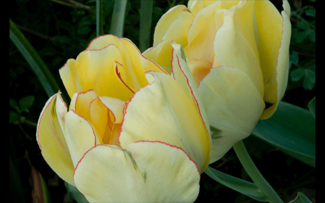 Screen Shot 2020-05-04 at 11.18.58 PM